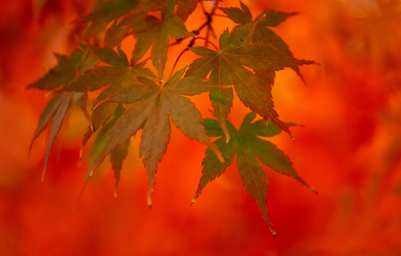 Photo wallpaper autumn, leaves, macro, background, branch, Japanese maple, maple leaves
