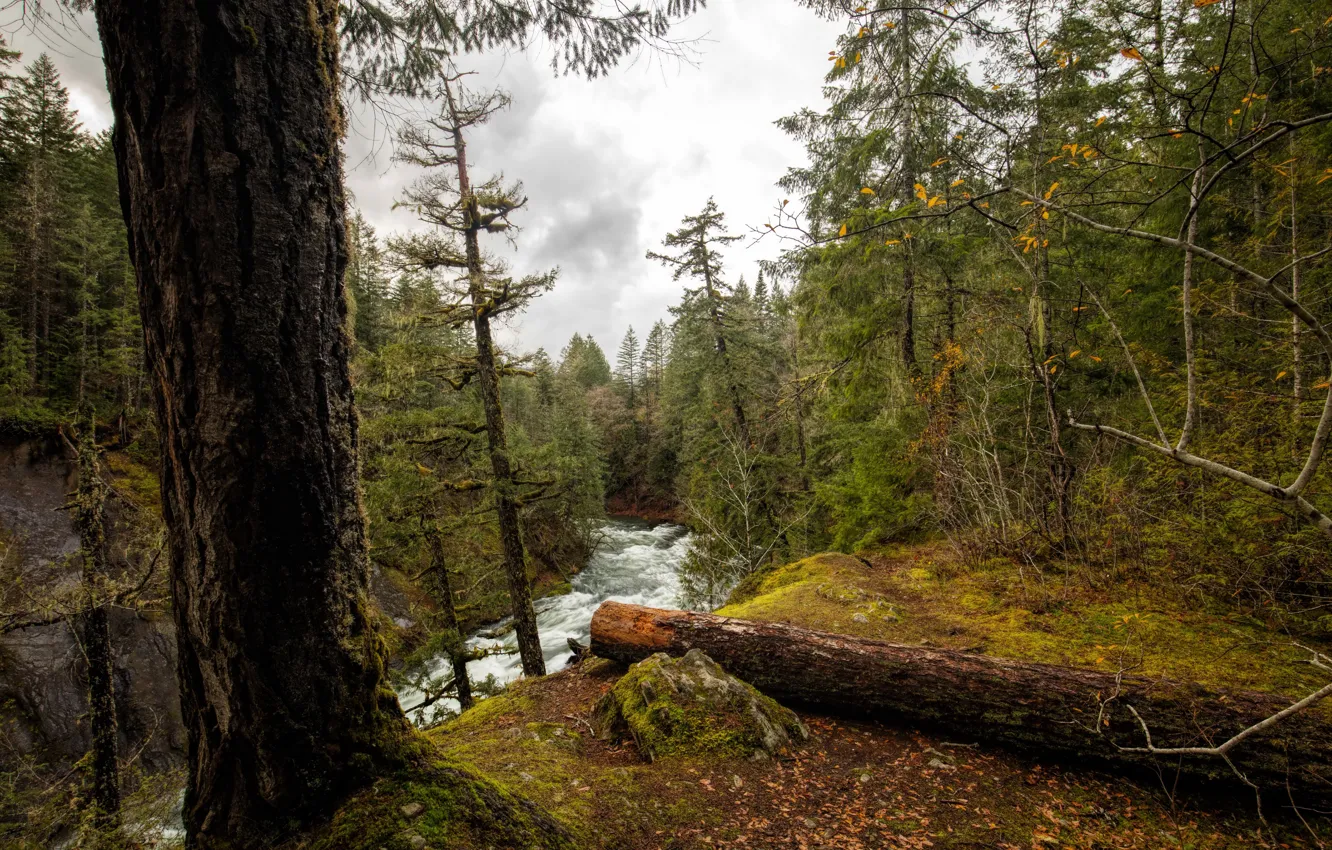 Photo wallpaper forest, leaves, trees, river, for, moss, Canada, Vancouver Island