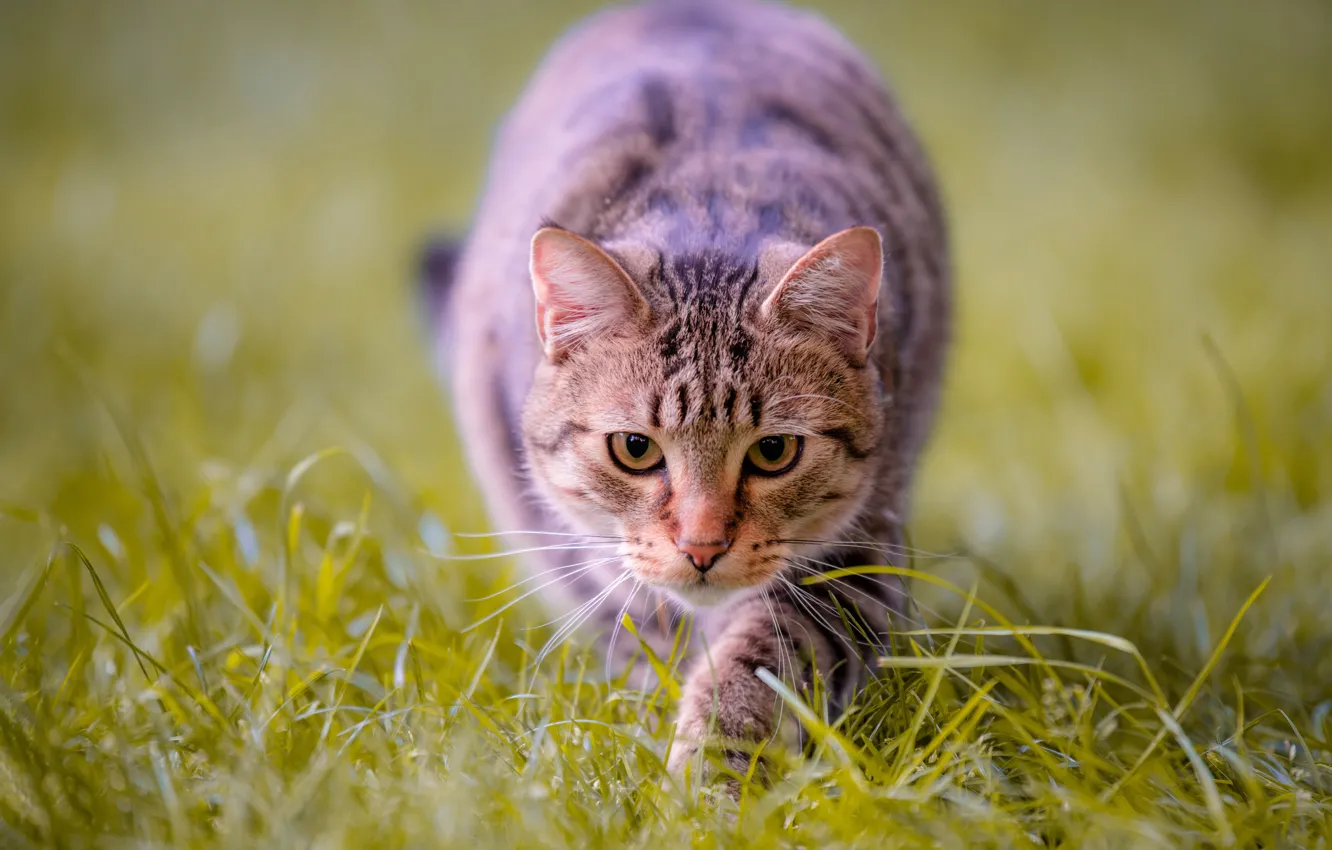 Photo wallpaper cat, grass, look, muzzle, bokeh