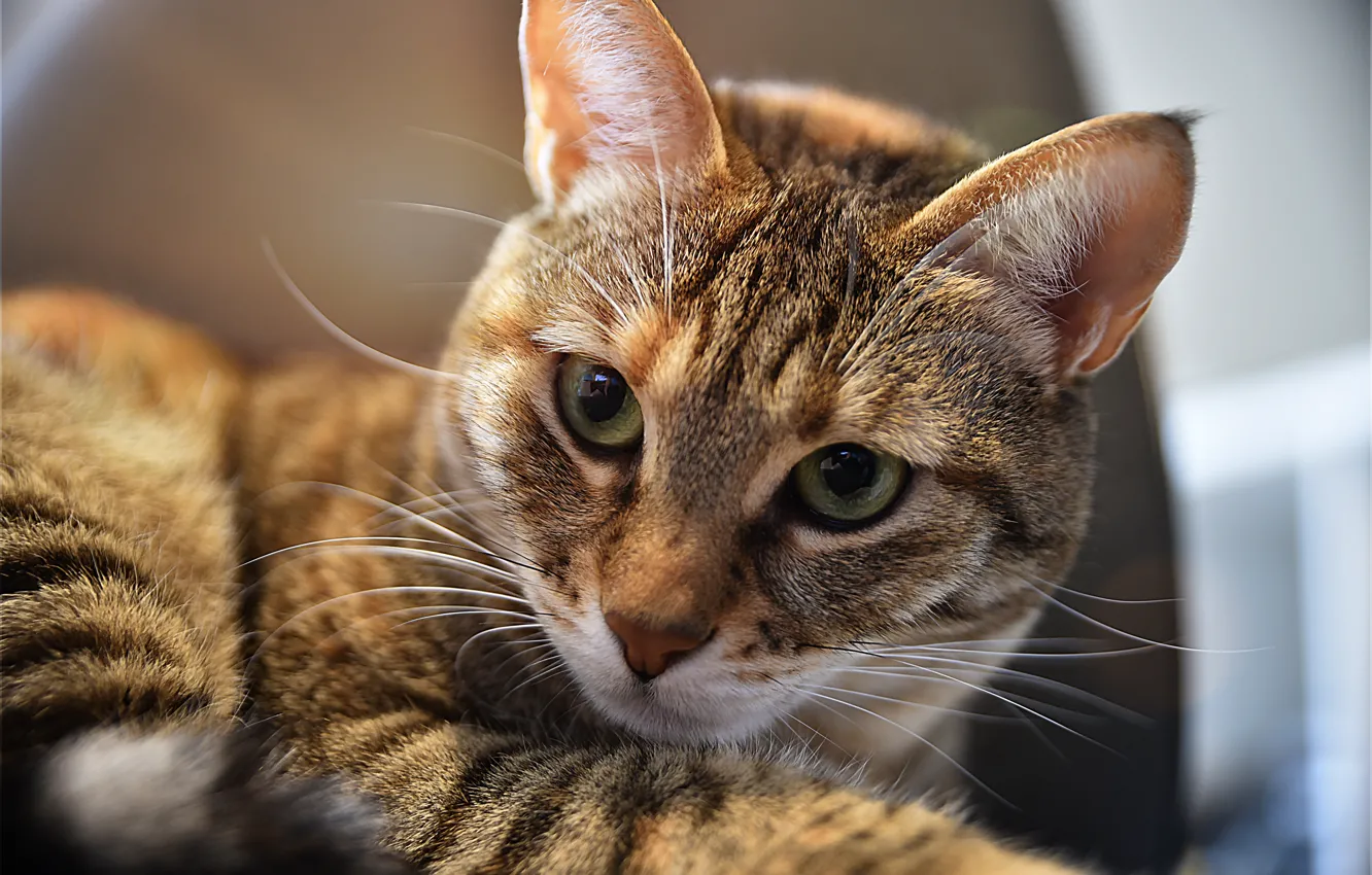 Photo wallpaper cat, cat, look, face, portrait, lies, striped, green eyes