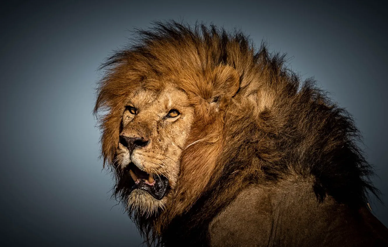 Photo wallpaper look, face, background, Leo, mane, the king of beasts, wild cat