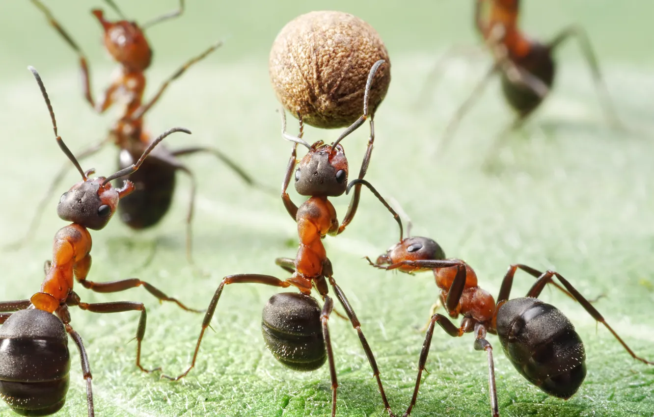 Photo wallpaper field, macro, insects, the game, the ball, the situation, ants, basketball