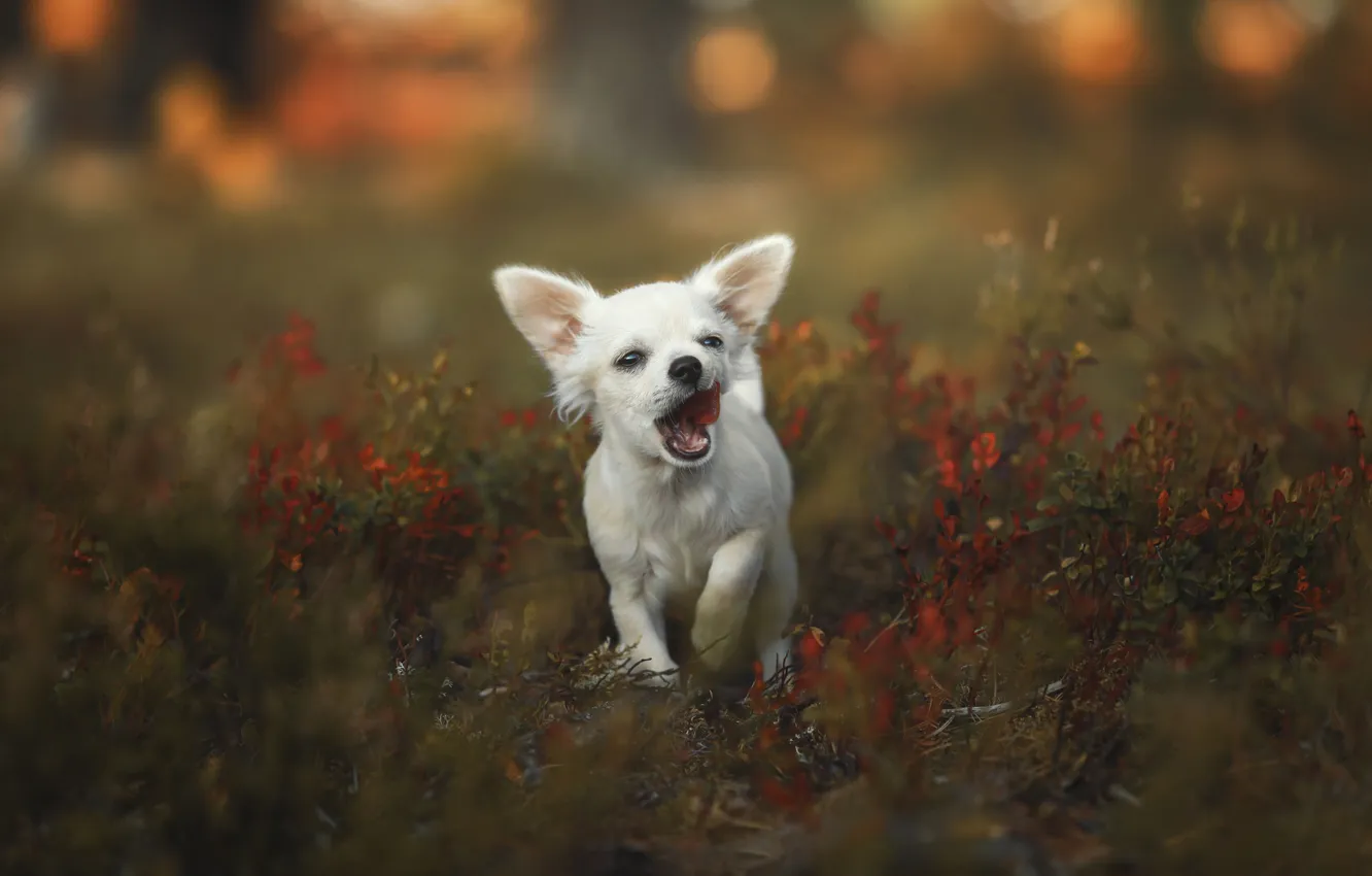 Photo wallpaper white, dog, puppy, Chihuahua, doggie, Natalia Ponikarova