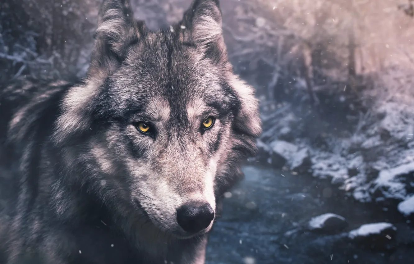 Photo wallpaper Predator, nature, animal, wolf, wildlife, portrait, portrait., Canis lupus. face