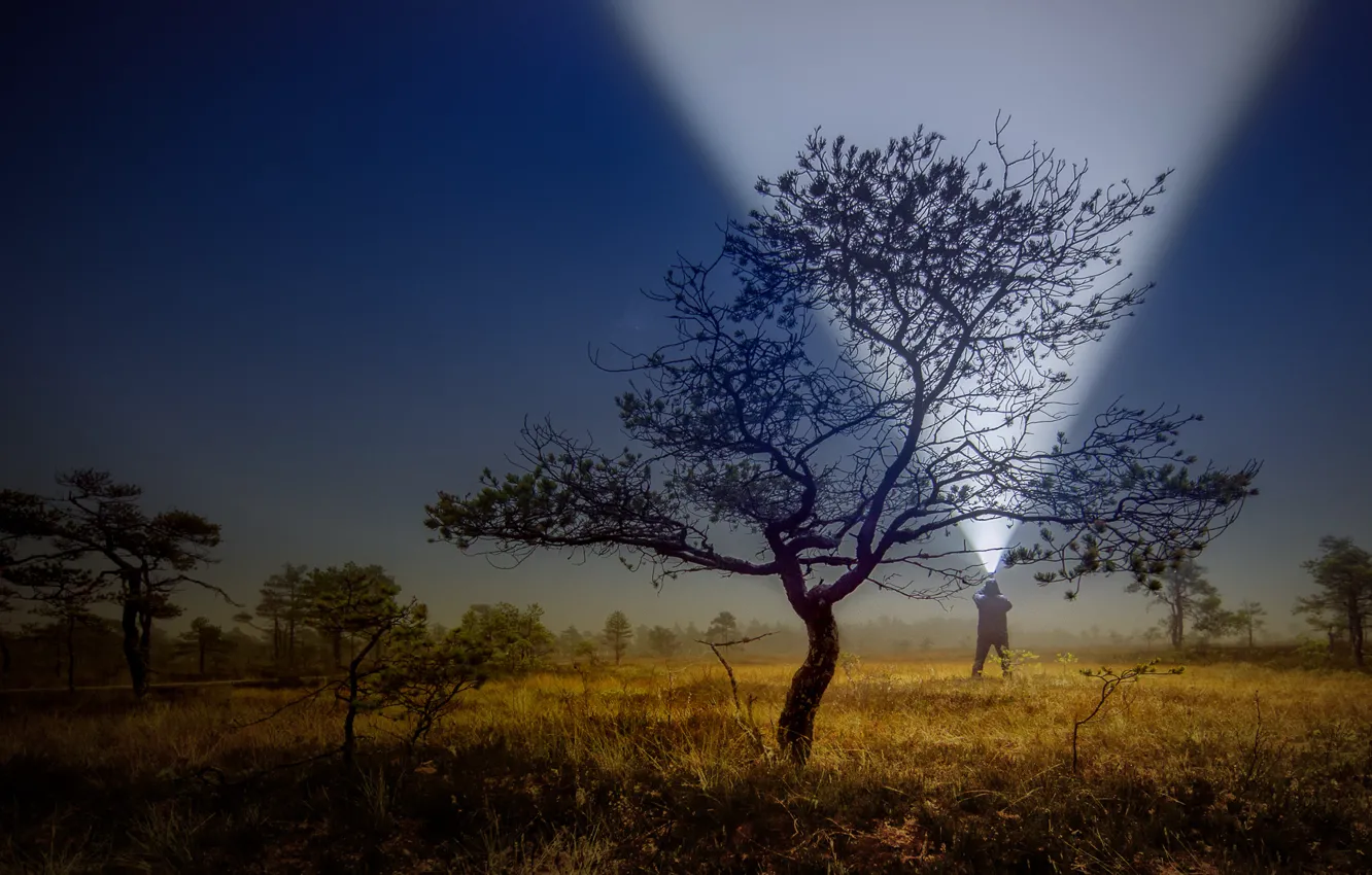 Photo wallpaper autumn, light, trees, lights