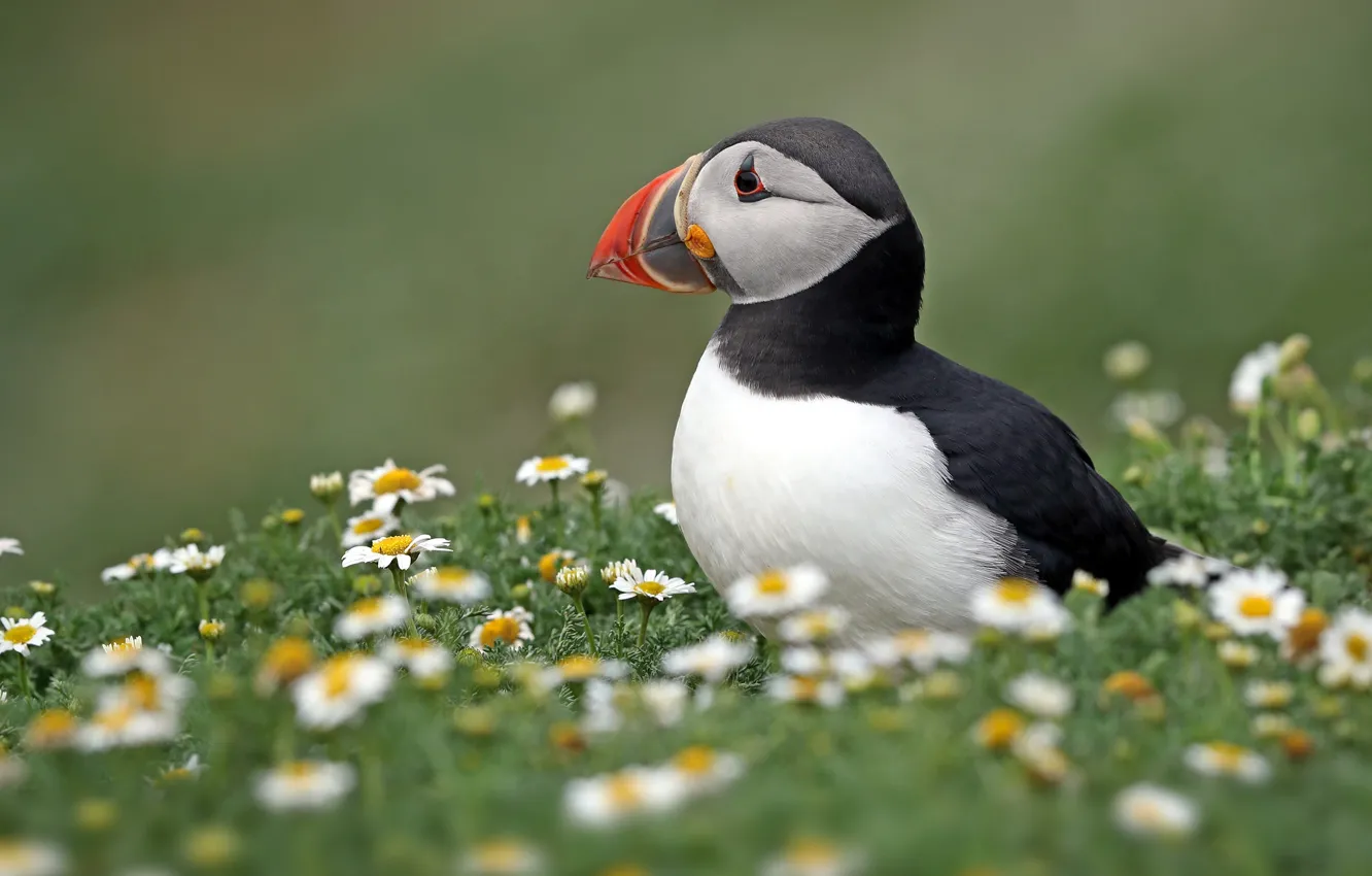Photo wallpaper flowers, bird, chamomile, stalled, Atlantic