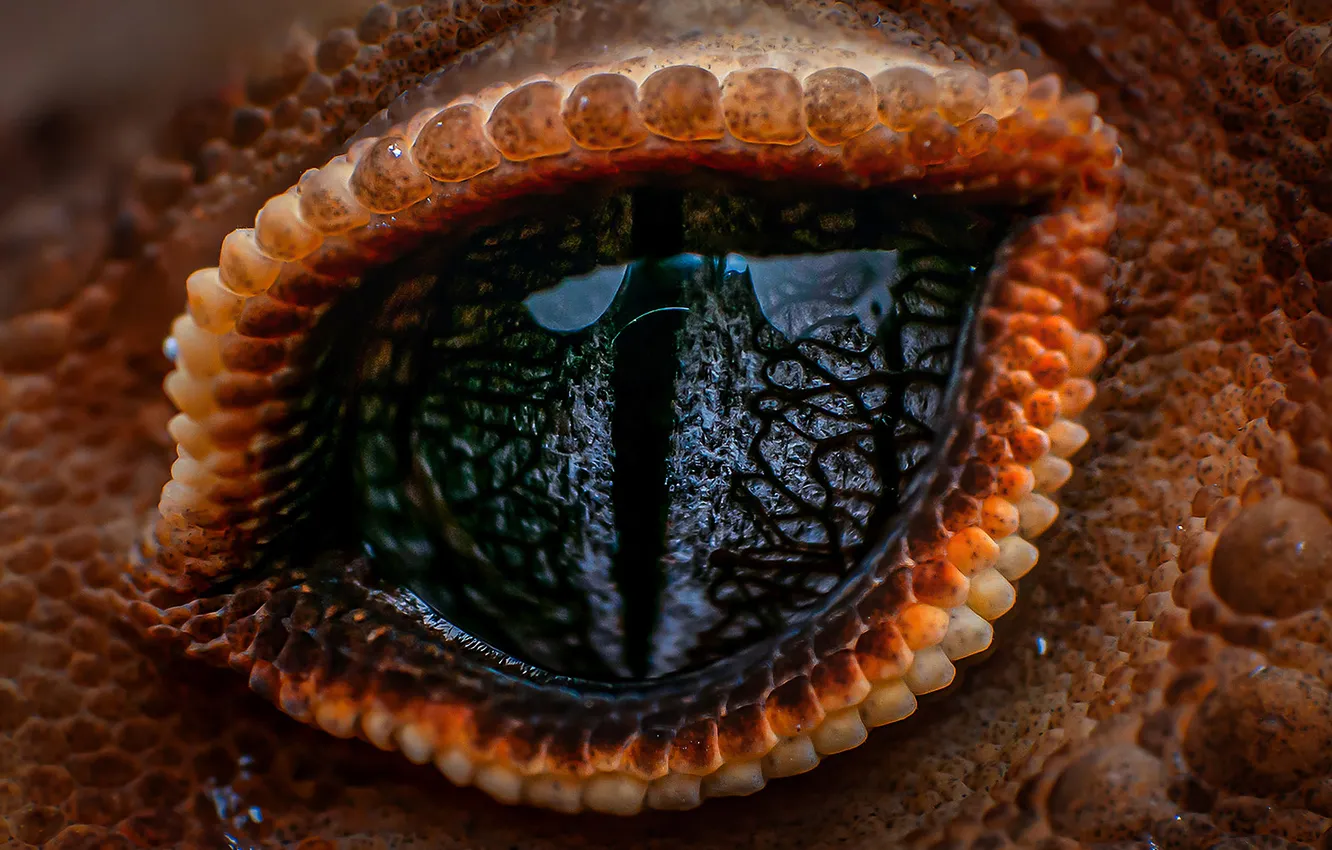 Photo wallpaper eyes, reptile, scales