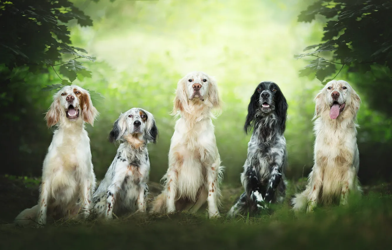 Photo wallpaper dogs, summer, look, leaves, branches, nature, team, company