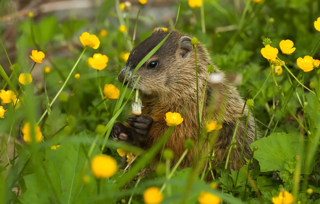 Photo wallpaper flowers, glade, yellow, cub, marmot, buttercups, meal