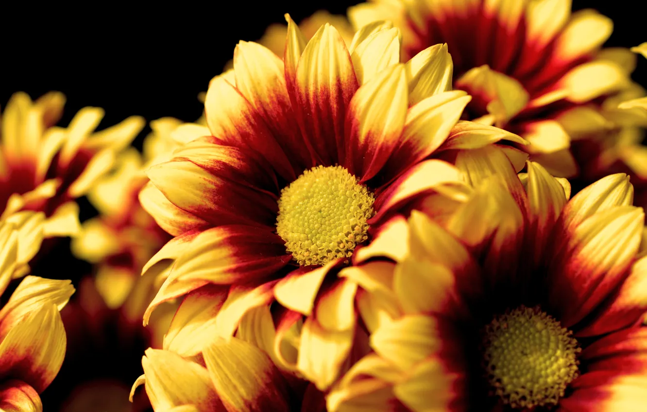 Photo wallpaper macro, flowers, orange, yellow, the dark background, bright, bouquet, petals