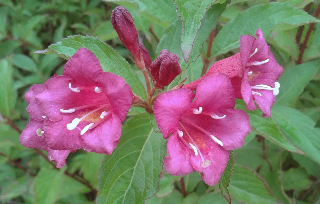 Photo wallpaper flowers, September, Autumn 2024, Weigela hybrid