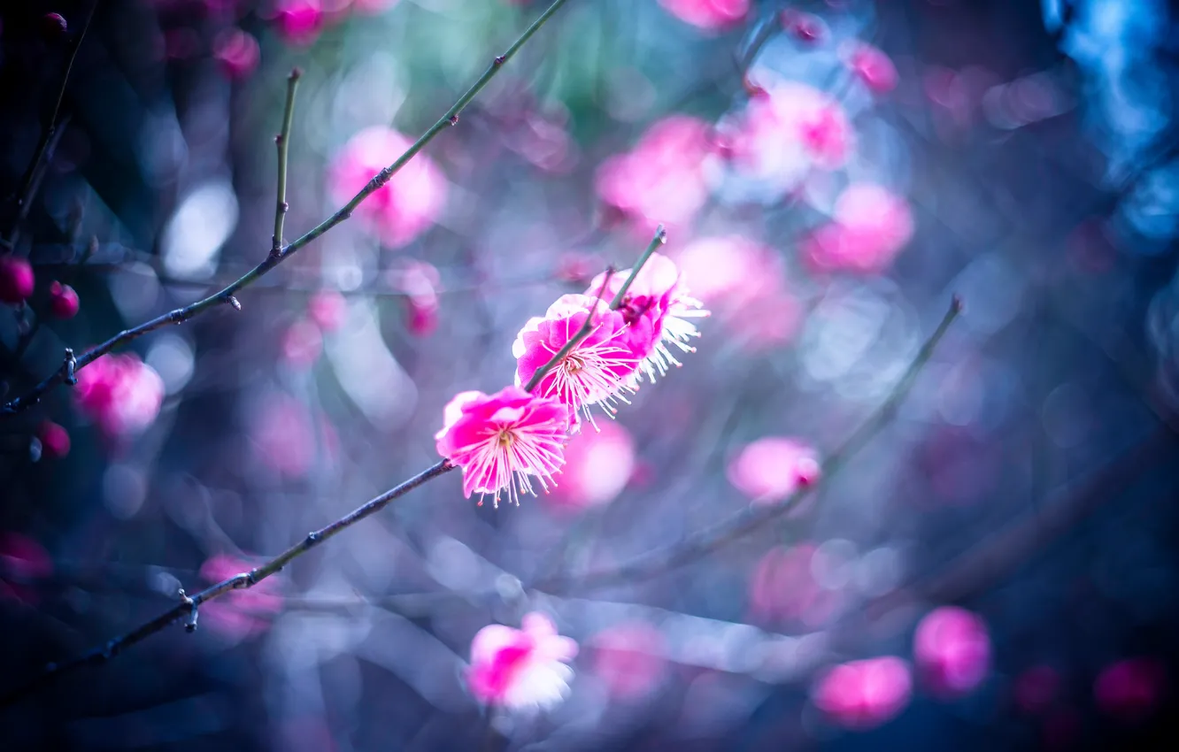 Photo wallpaper flowers, branches, spring, petals, garden