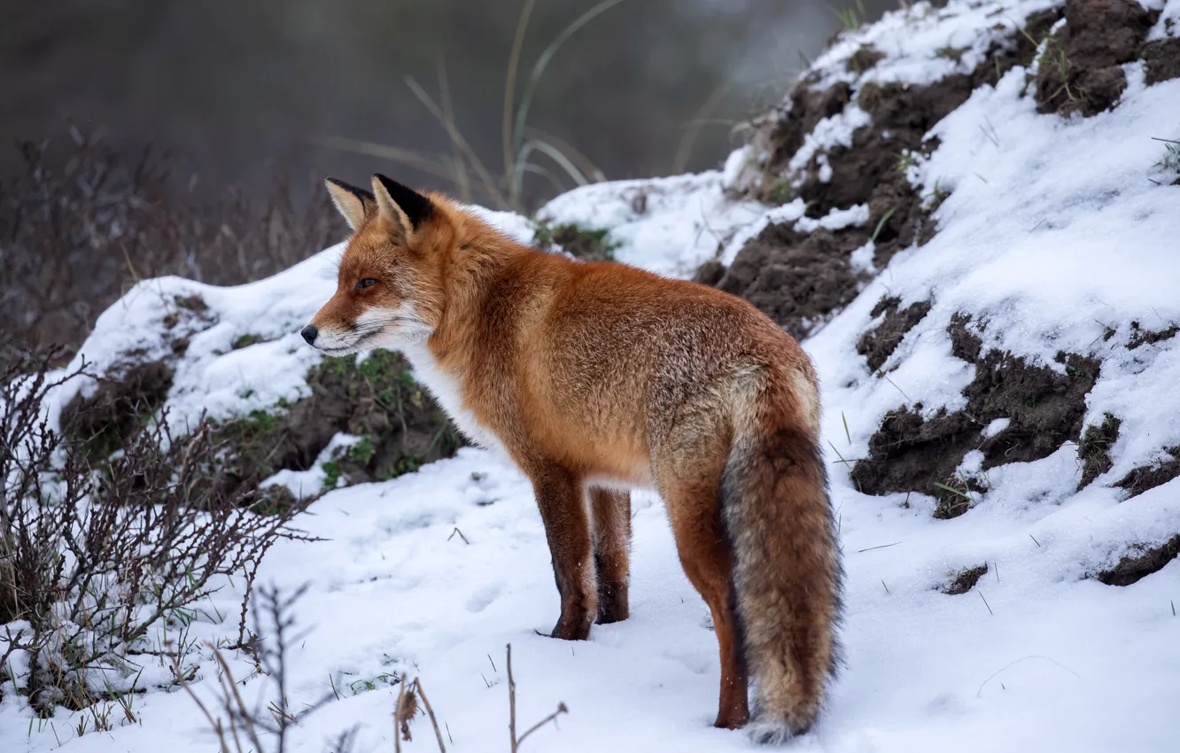 Photo wallpaper winter, snow, nature, Fox, red, Fox, bokeh