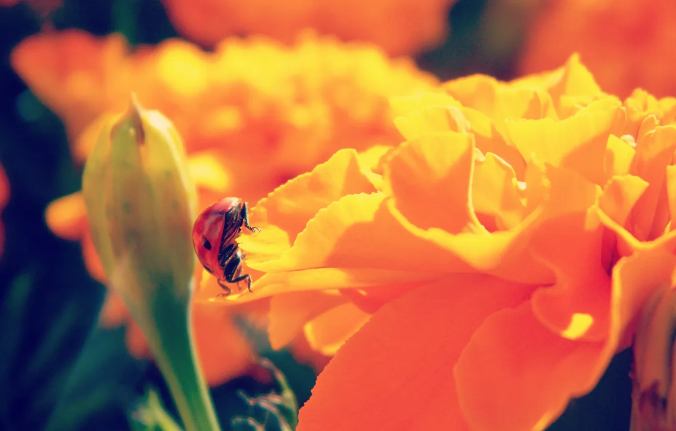 Photo wallpaper summer, macro, flowers, orange, ladybug, bright