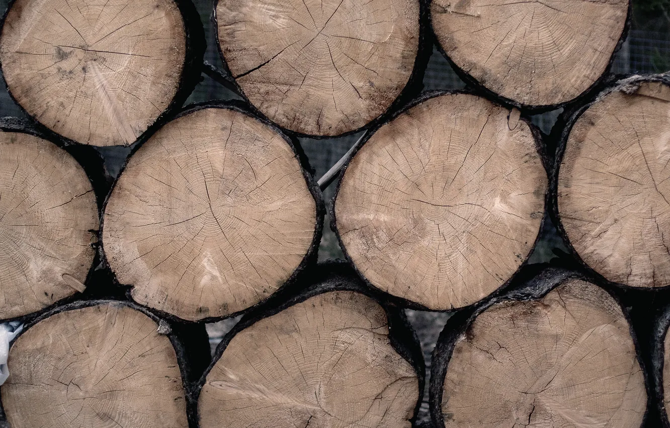 Photo wallpaper tree, texture, ring, logs