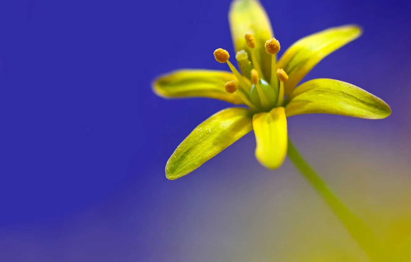 Photo wallpaper macro, petals, Gagea yellow, Goose yellow onion