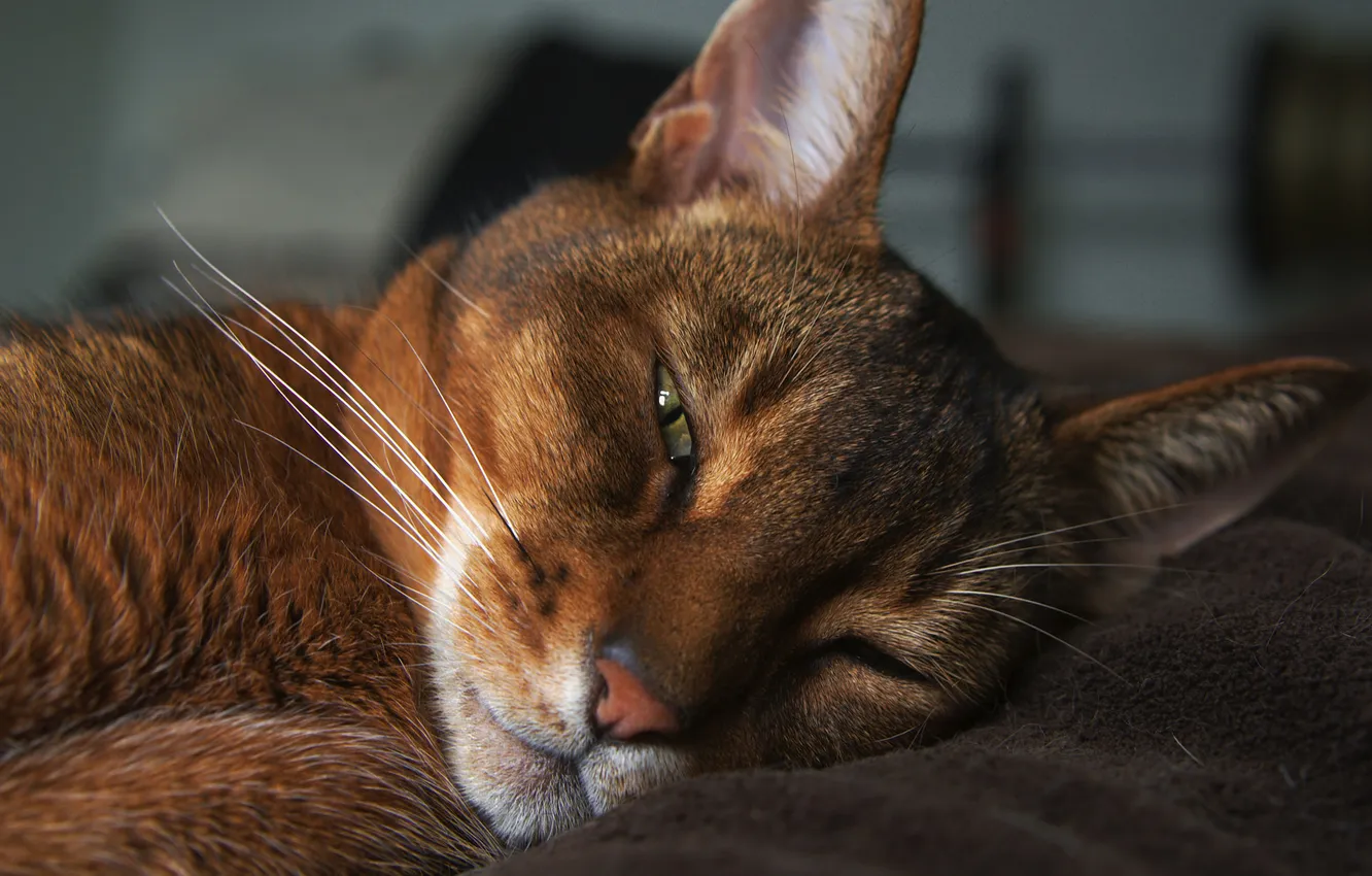 Photo wallpaper cat, face, sleeping, plaid, Kote