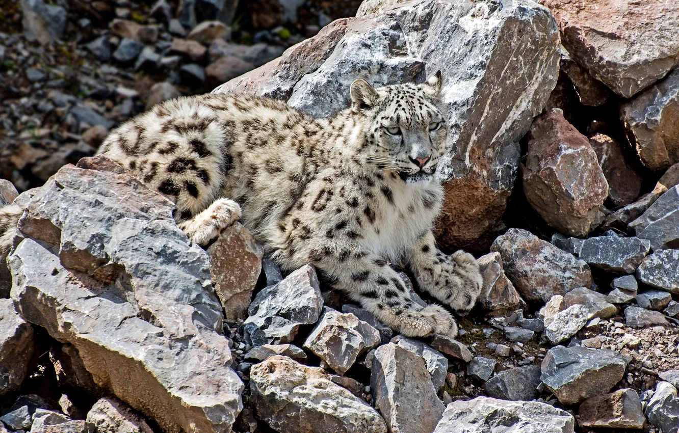 Photo wallpaper predator, disguise, IRBIS, snow leopard, wild cat