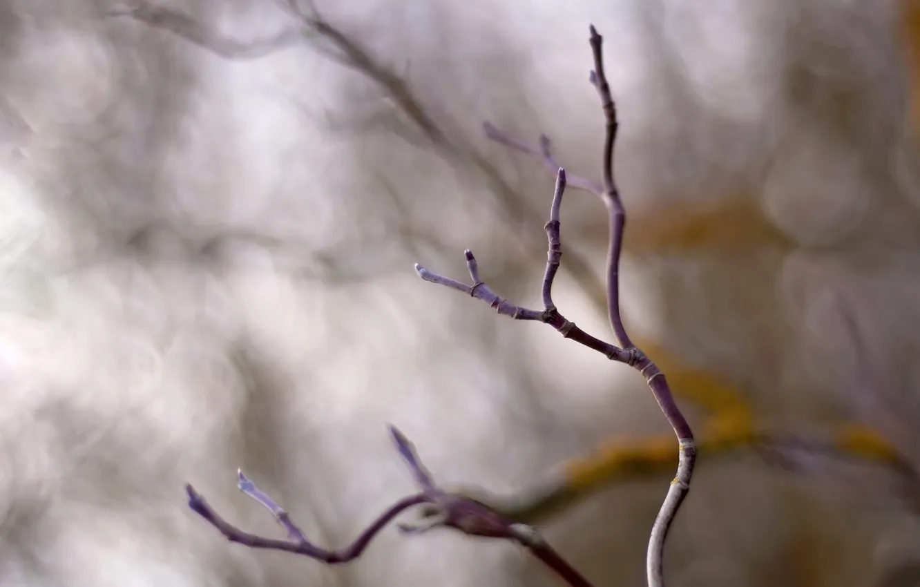 Photo wallpaper branches, photo, background, mediocrity, branch, Wallpaper, spring, blur