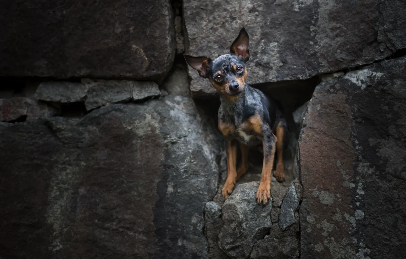 Photo wallpaper stones, doggie, dog, Russian toy Terrier