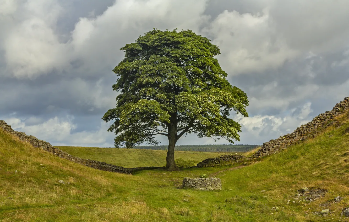 Photo wallpaper hills, England, well, Robin hood's tree