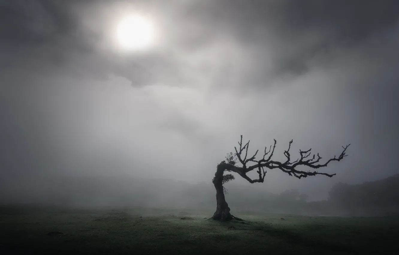 Photo wallpaper the sun, trees, tree, sun, Kai Hornung