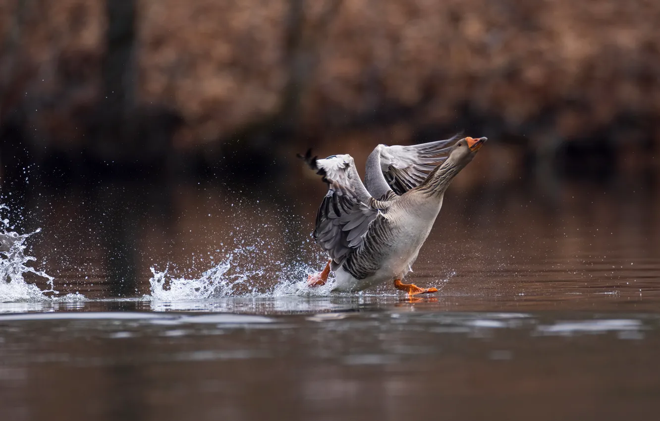 Photo wallpaper water, squirt, pose, grey, bird, the rise, pond, geese