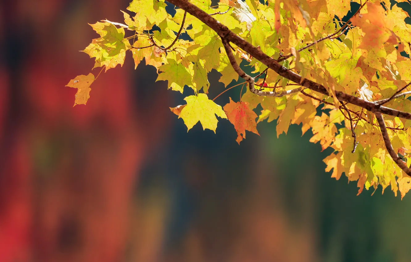 Photo wallpaper autumn, leaves, background, branch, maple, bokeh