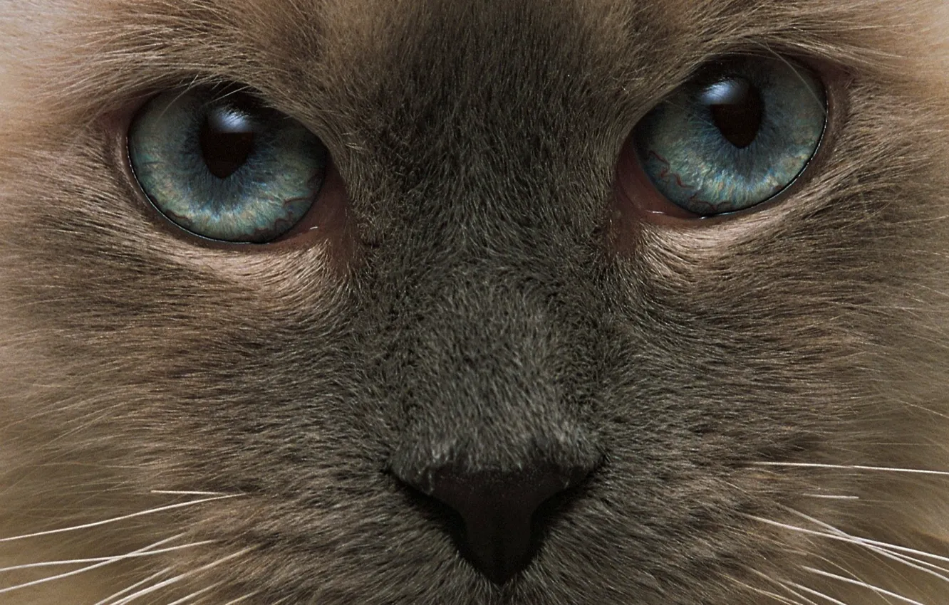 Photo wallpaper cat, eyes, cat