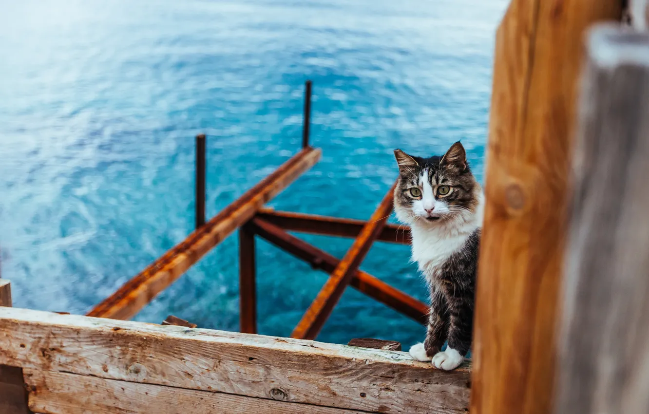 Photo wallpaper cat, cat, water