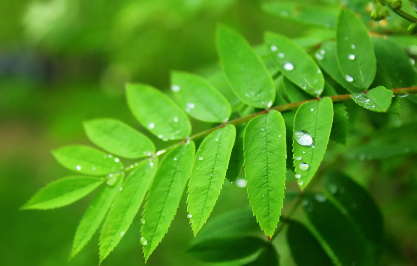 Photo wallpaper green, spring, leaf