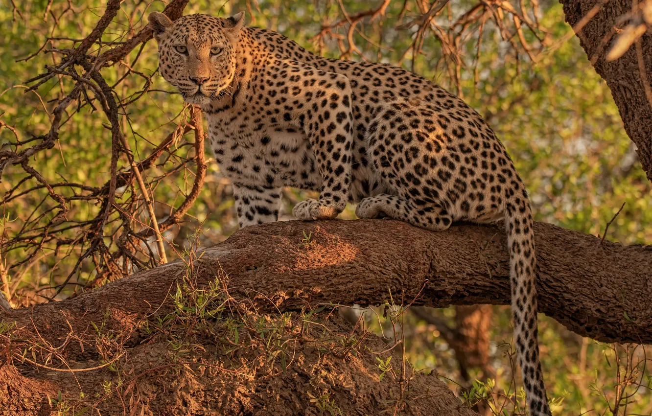 Photo wallpaper look, leopard, wild cat, on the tree