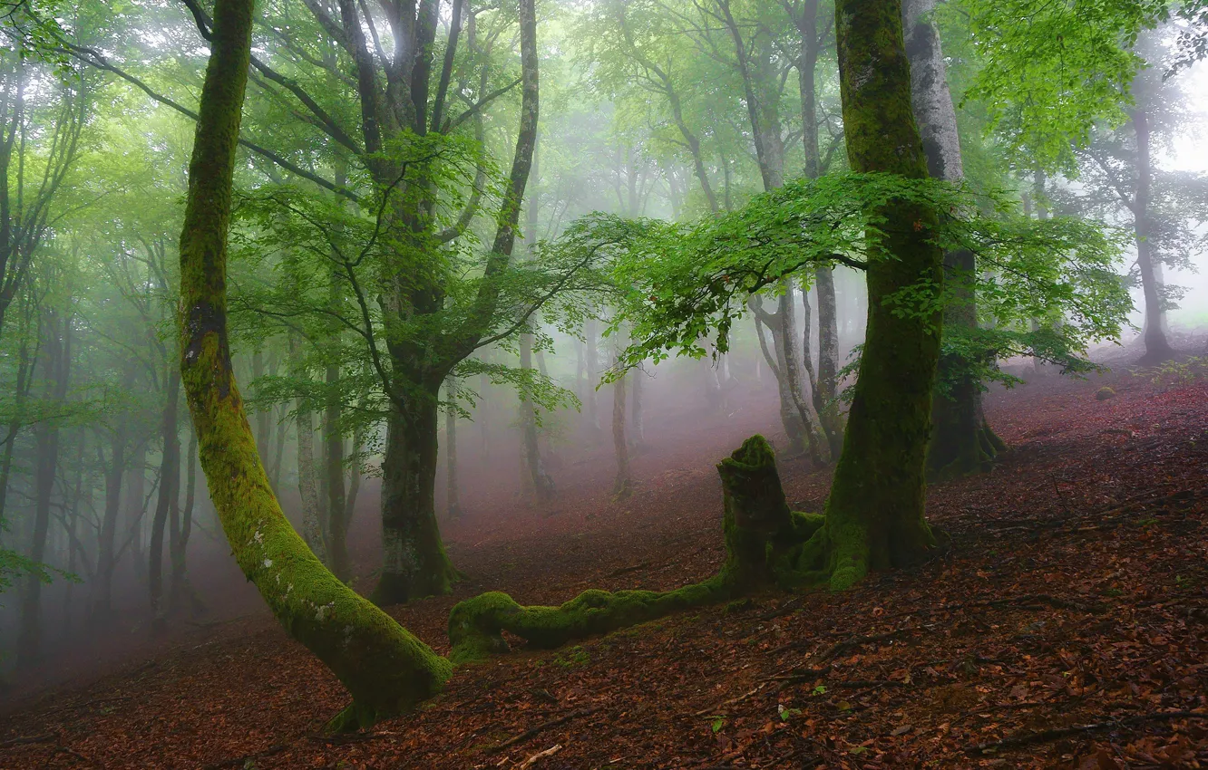 Photo wallpaper forest, leaves, trees, branches, fog, foliage, moss, morning
