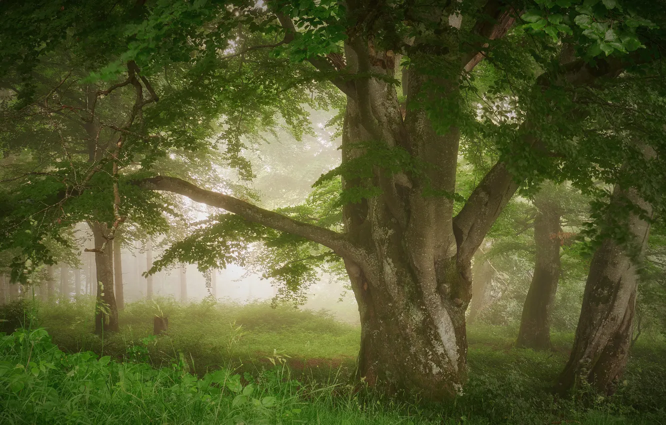 Photo wallpaper greens, forest, summer, grass, light, trees, fog, branch