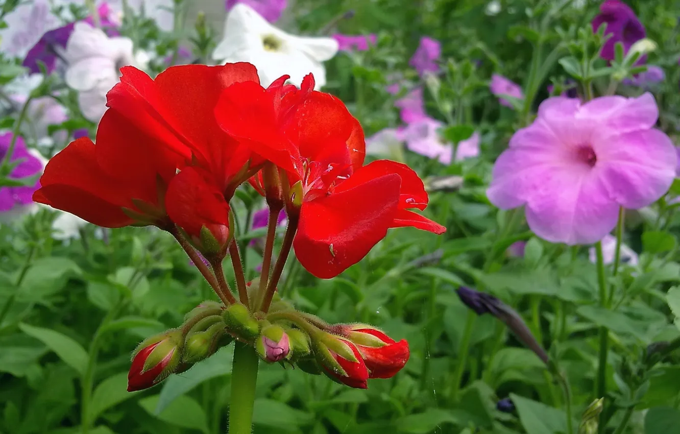 Photo wallpaper summer, flowers, July