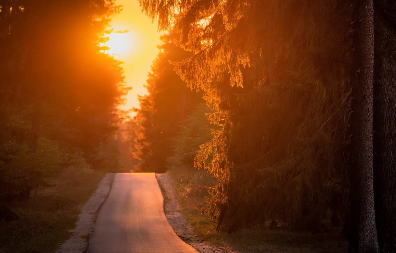 Photo wallpaper Germany, Mecklenburg-Vorpommern, liquid gold, Drewitz