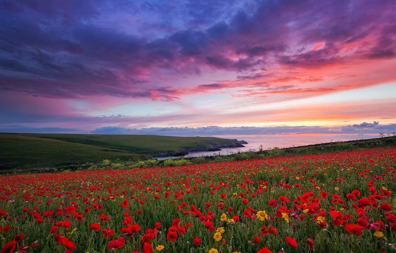 Photo wallpaper flowers, Maki, poppy field