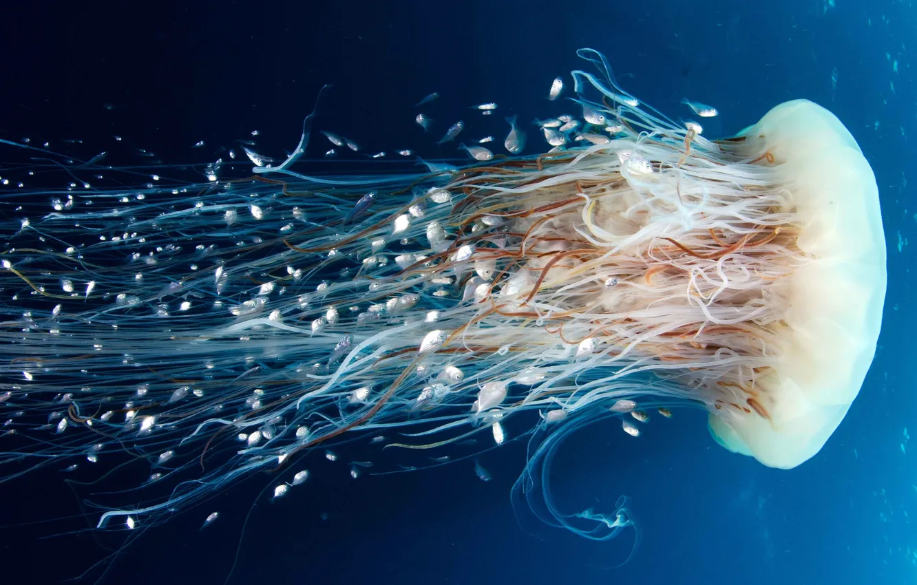 Photo wallpaper Medusa, Jellyfish, diving