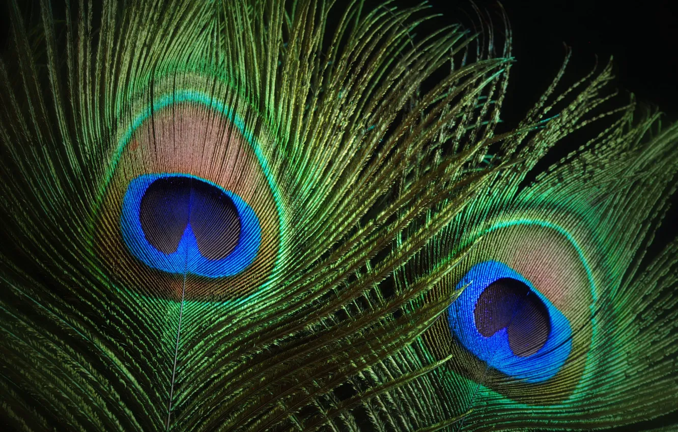 Photo wallpaper macro, feathers, peacock, color