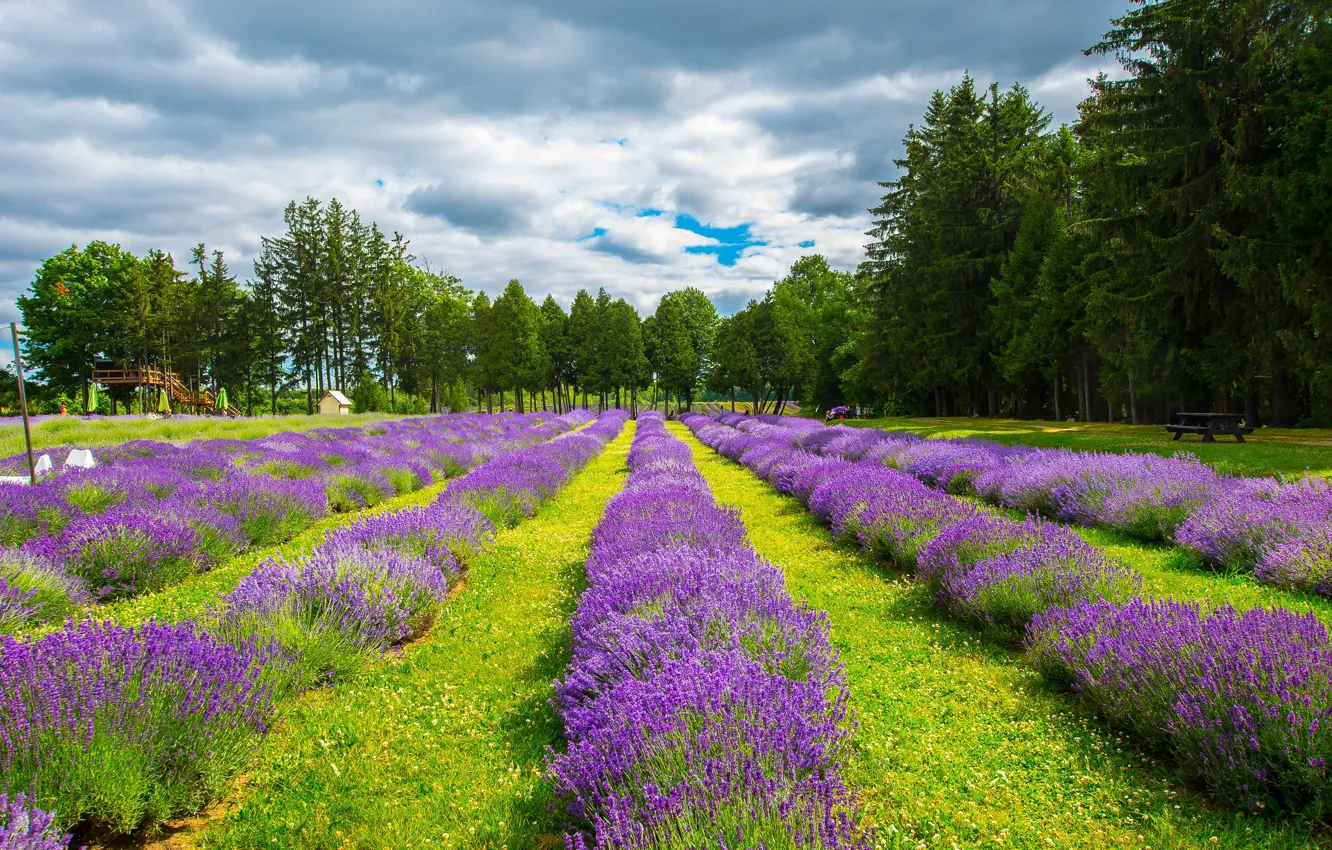 Photo wallpaper field, forest, summer, the sky, clouds, trees, flowers, bench