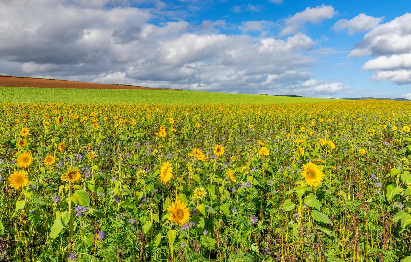 Photo wallpaper field, clouds, sunflowers
