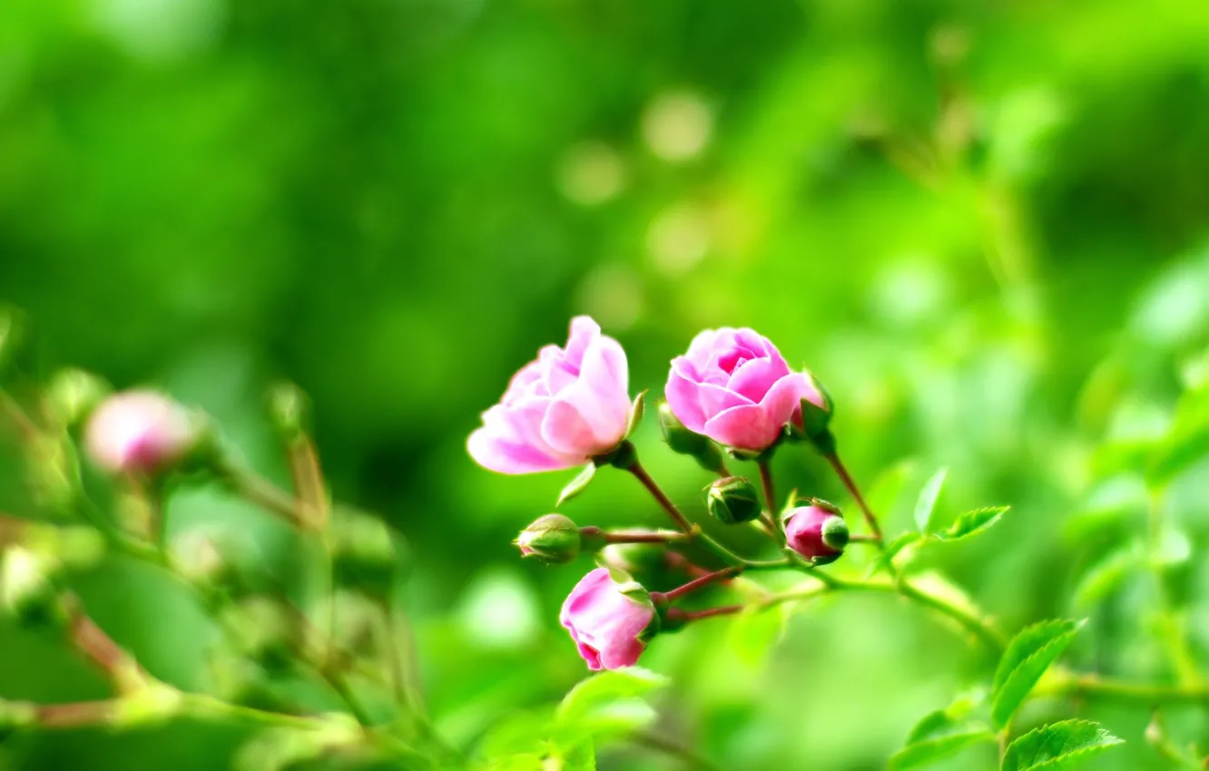 Photo wallpaper green background, rosette, pink roses