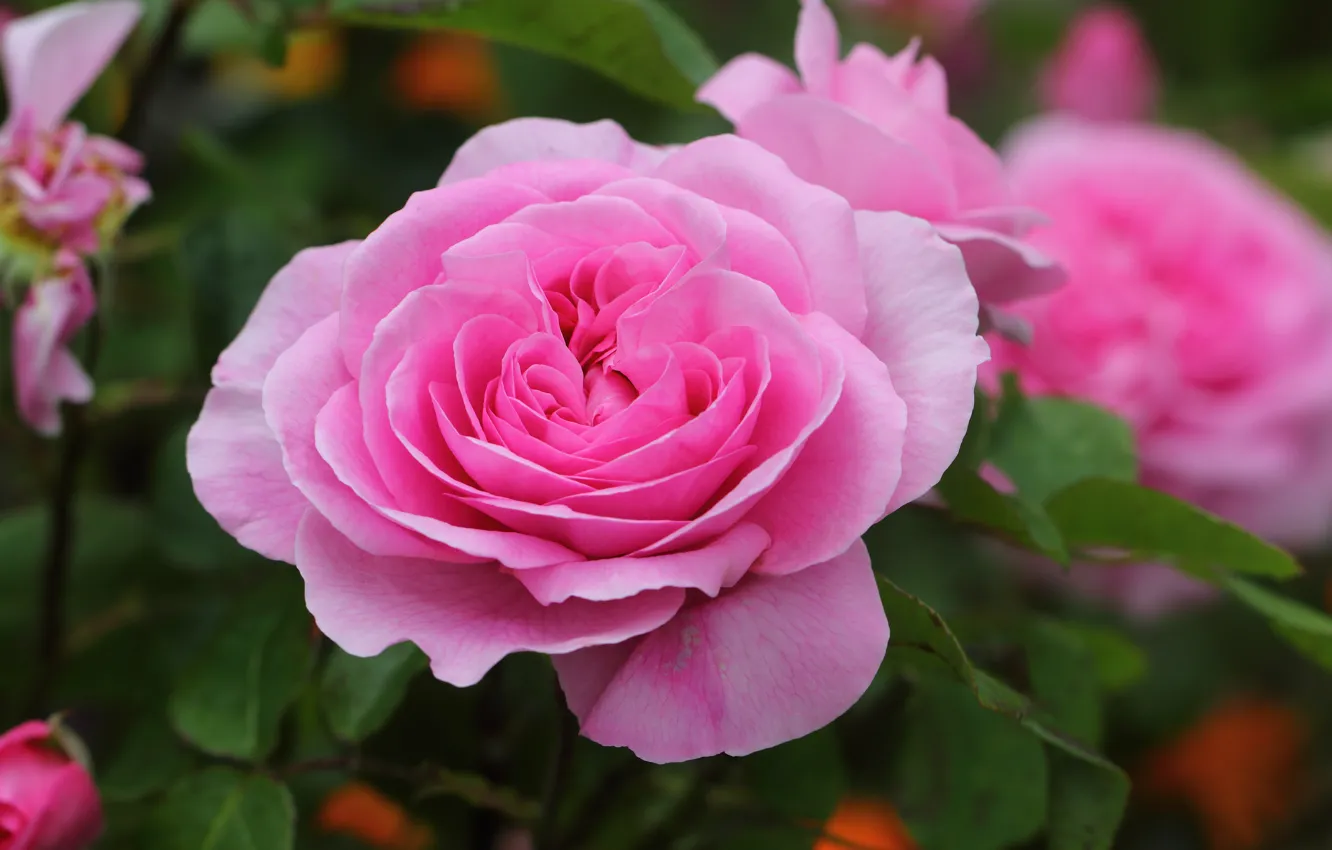 Photo wallpaper macro, roses, pink