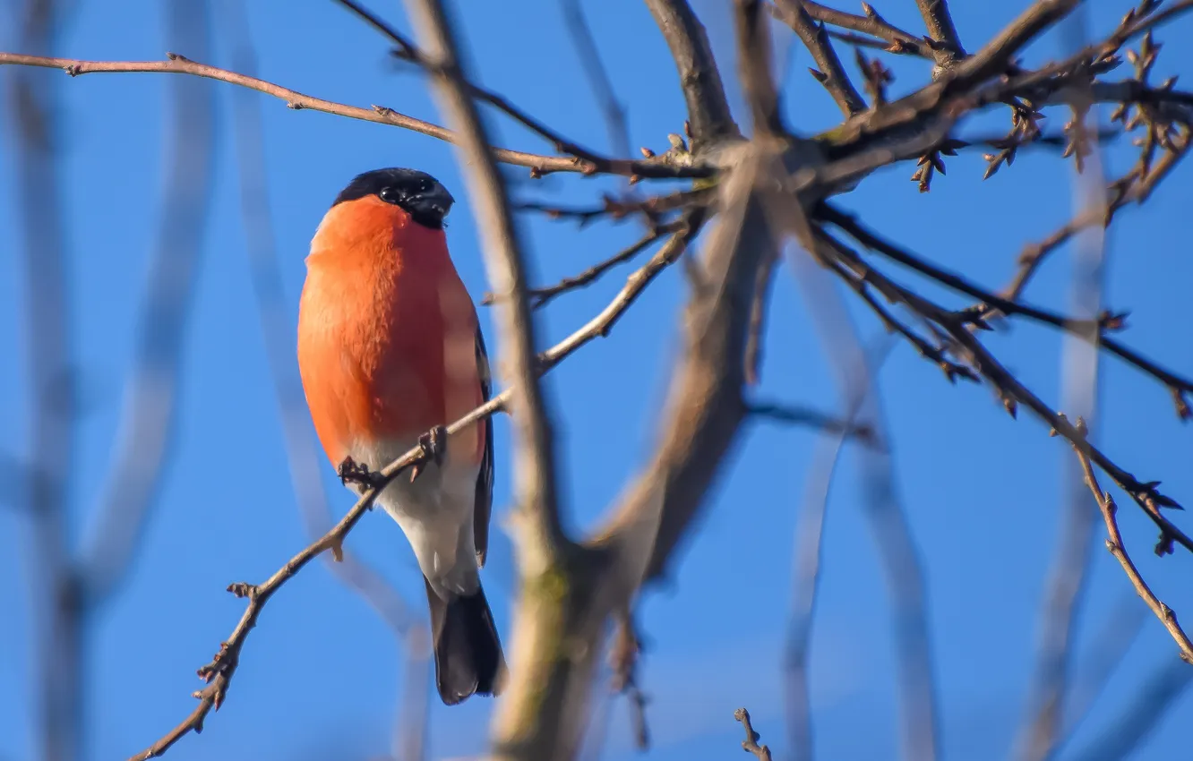 Photo wallpaper bird, spring, sitting, bullfinch, photohunt