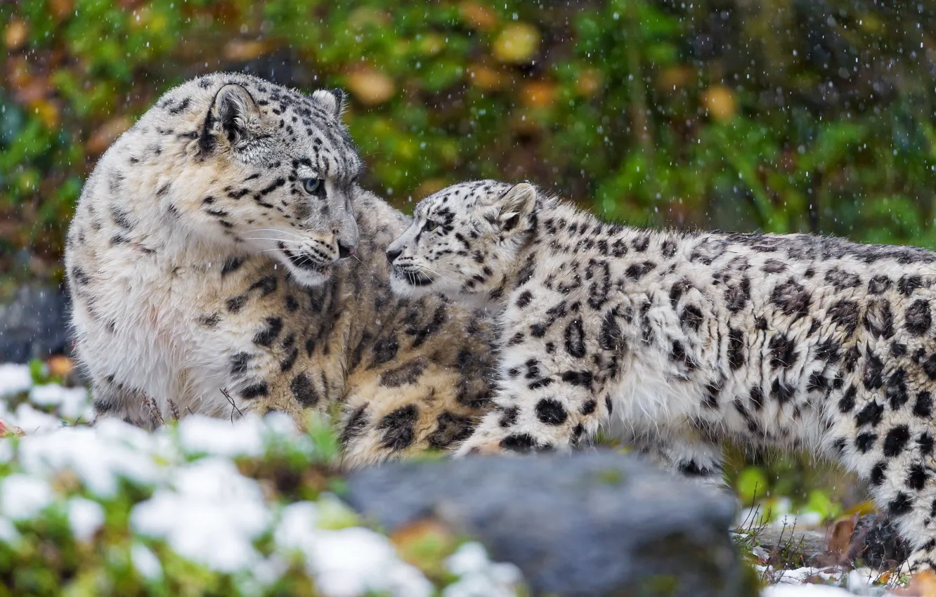 Photo wallpaper family, pair, IRBIS, snow leopard, kitty, mother