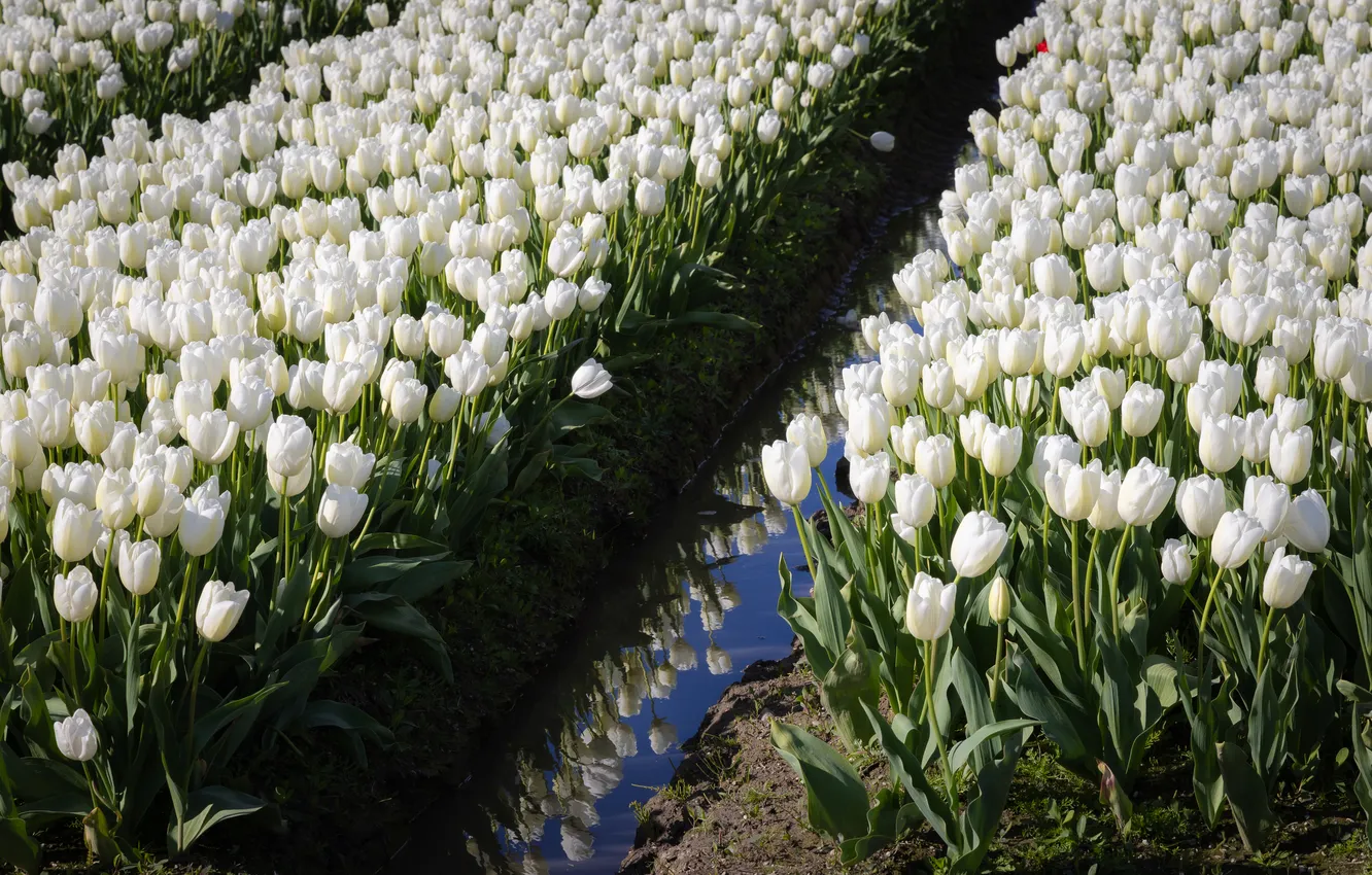 Photo wallpaper flowers, tulips, white, plantation