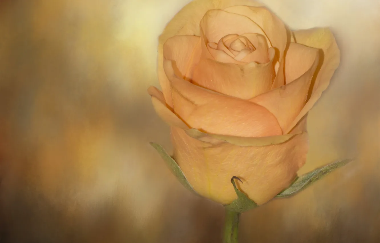 Photo wallpaper macro, background, rose, Bud, yellow rose