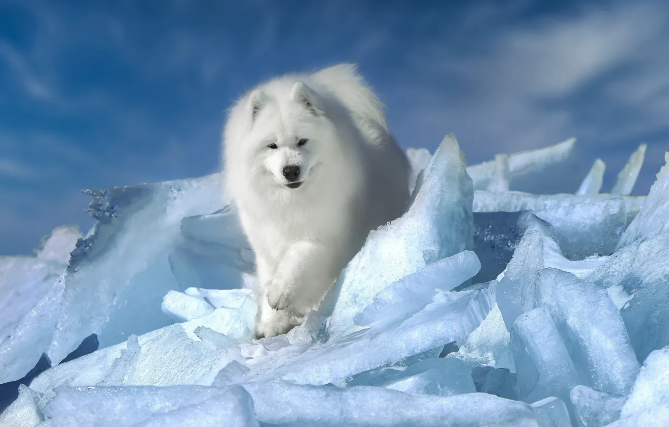 Photo wallpaper ice, dog, ice, Samoyed, Andrei Ershov