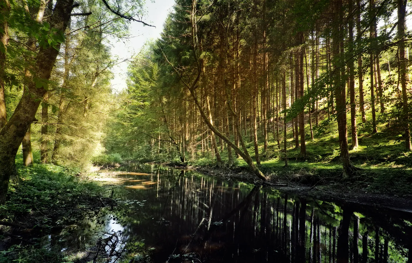 Photo wallpaper forest, summer, nature, shadow, river