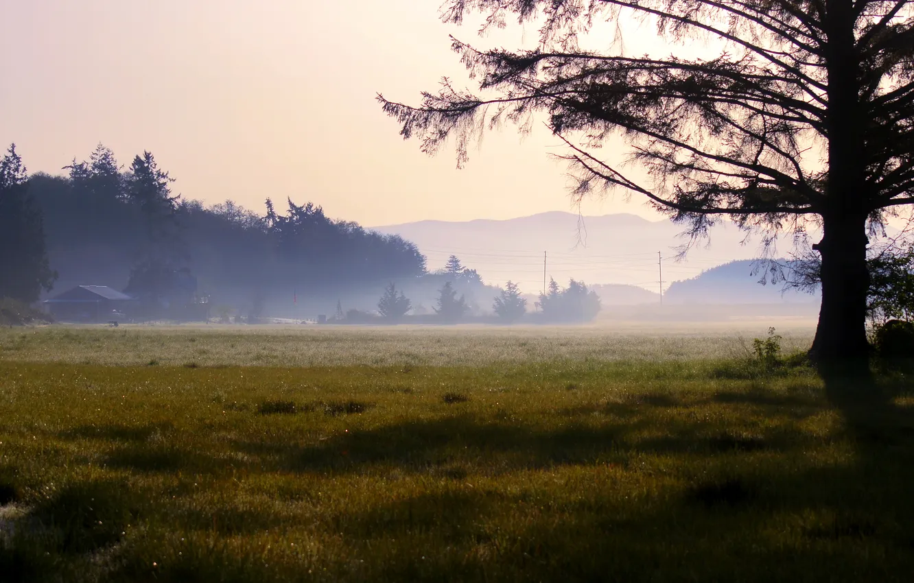 Photo wallpaper nature, fog, Rosa, morning